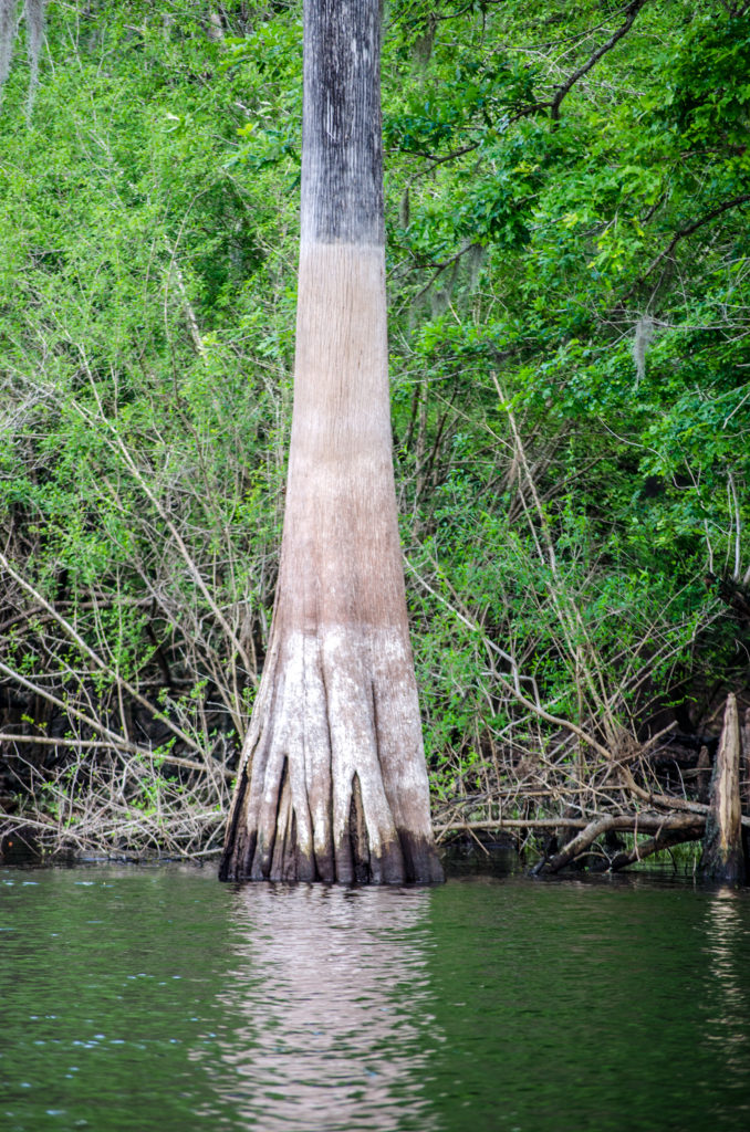 Water levels along the Santa Fe River