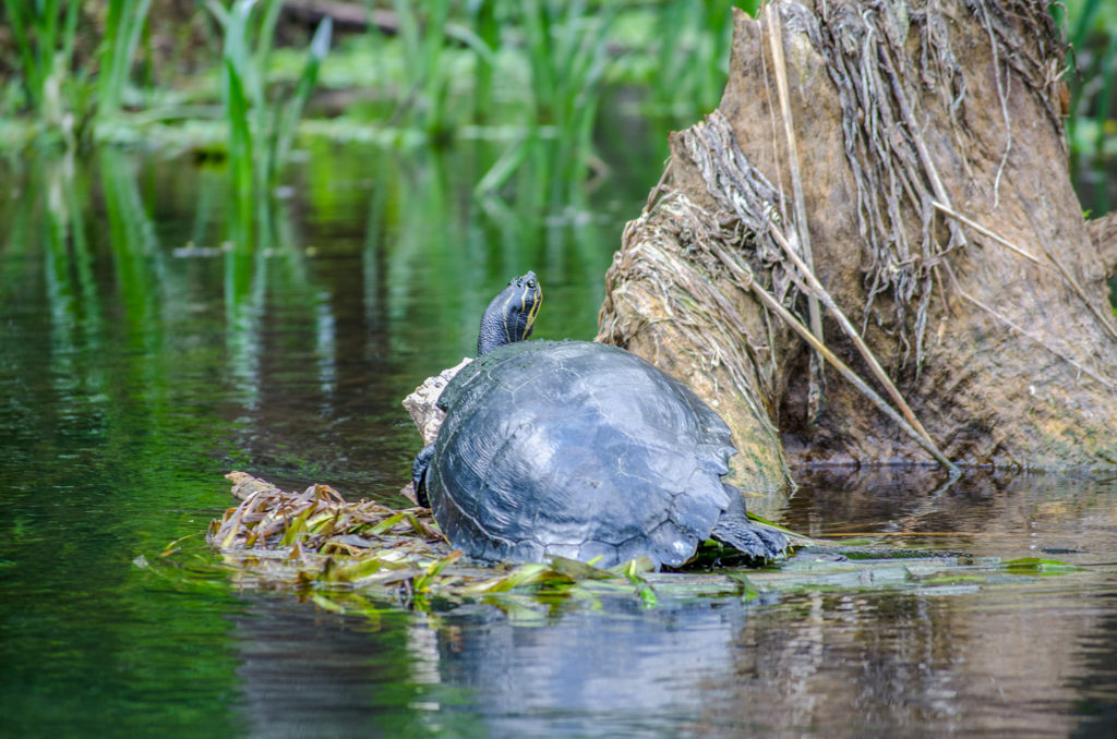 Yellow-bellied slider - Trachemys s. scripta