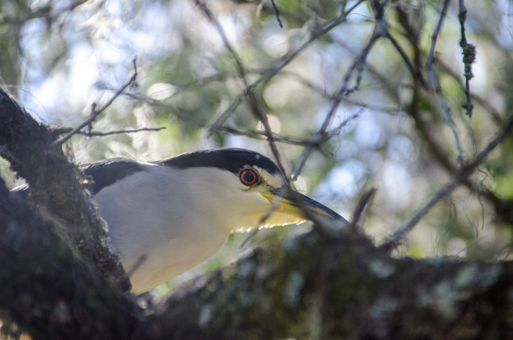 Young Bird at Devil's Eye Spring