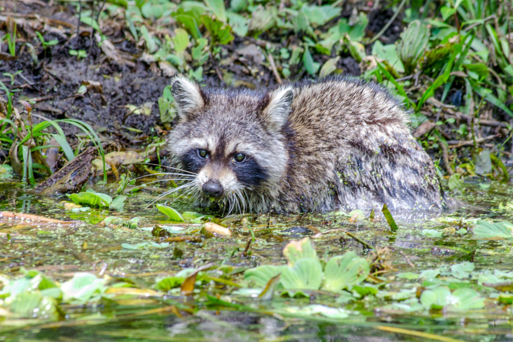 Young Raccoon