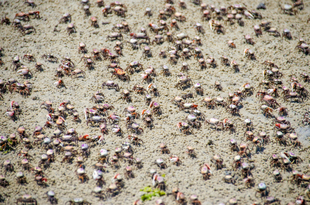 Cumberland Island Fiddler Crabs