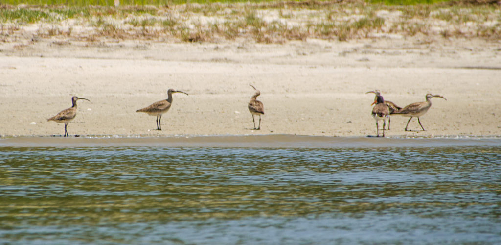 Eastern Curlew - Numenius madagascariensis