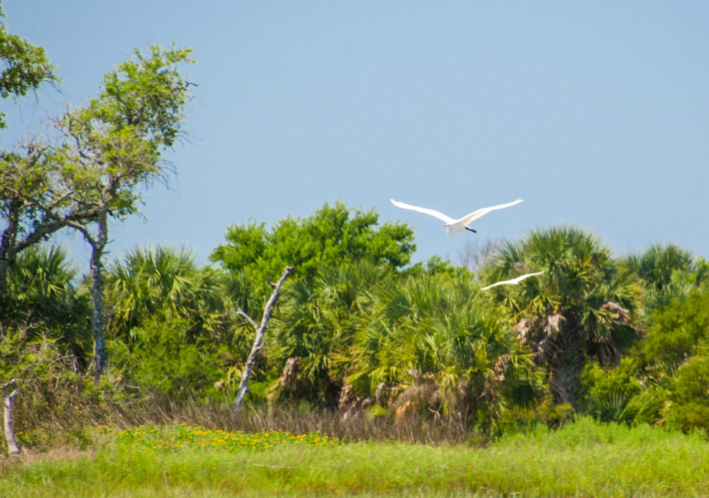 Egrets on Cumberland