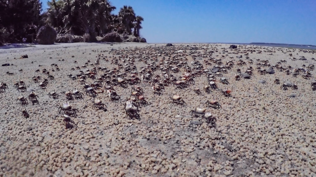 Fidler Crabs on Cumberland Island beach