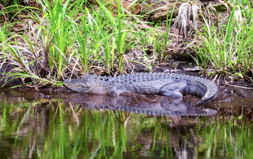 Juniper Creek Gator