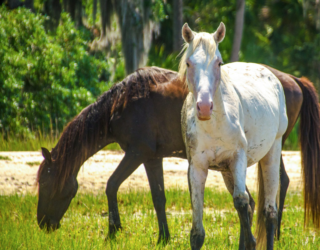 Horses on Cumberland Island