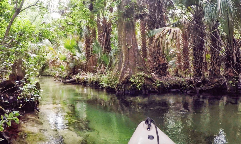 Tropical Juniper Creek