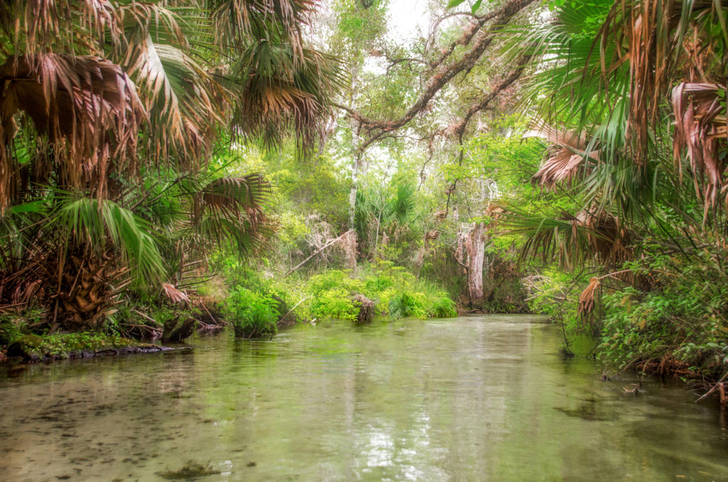 Juniper Creek Clear Water