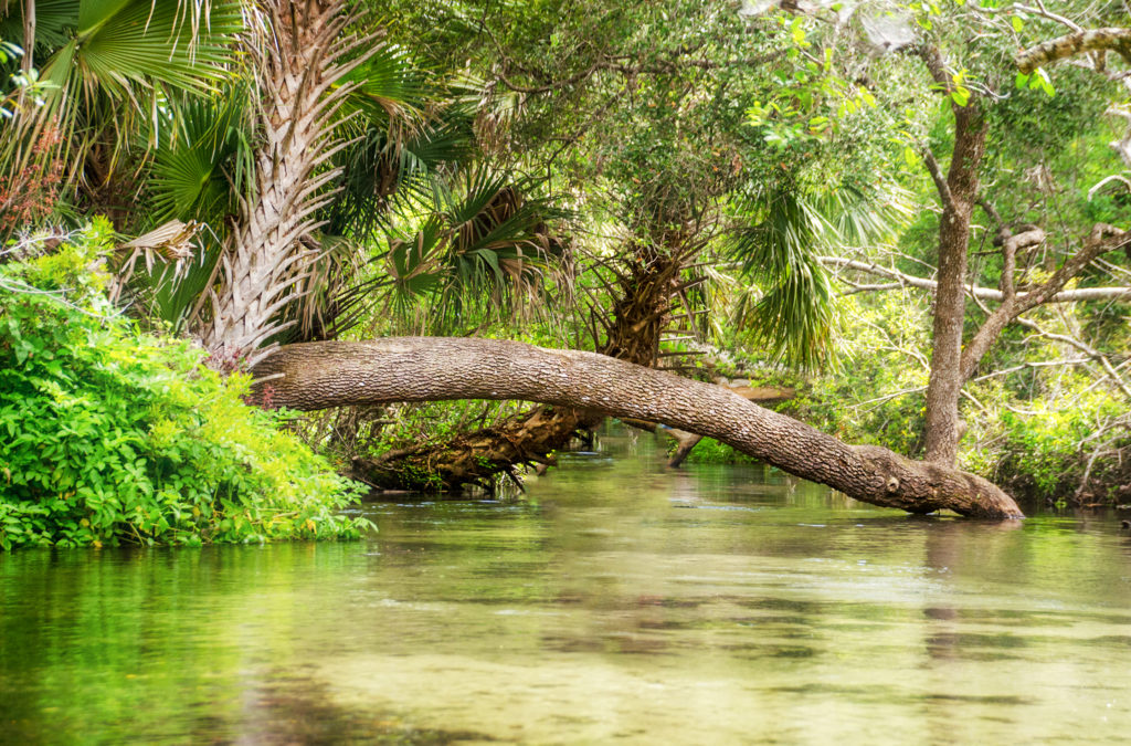 Tree Trunk Across Juniper Creek