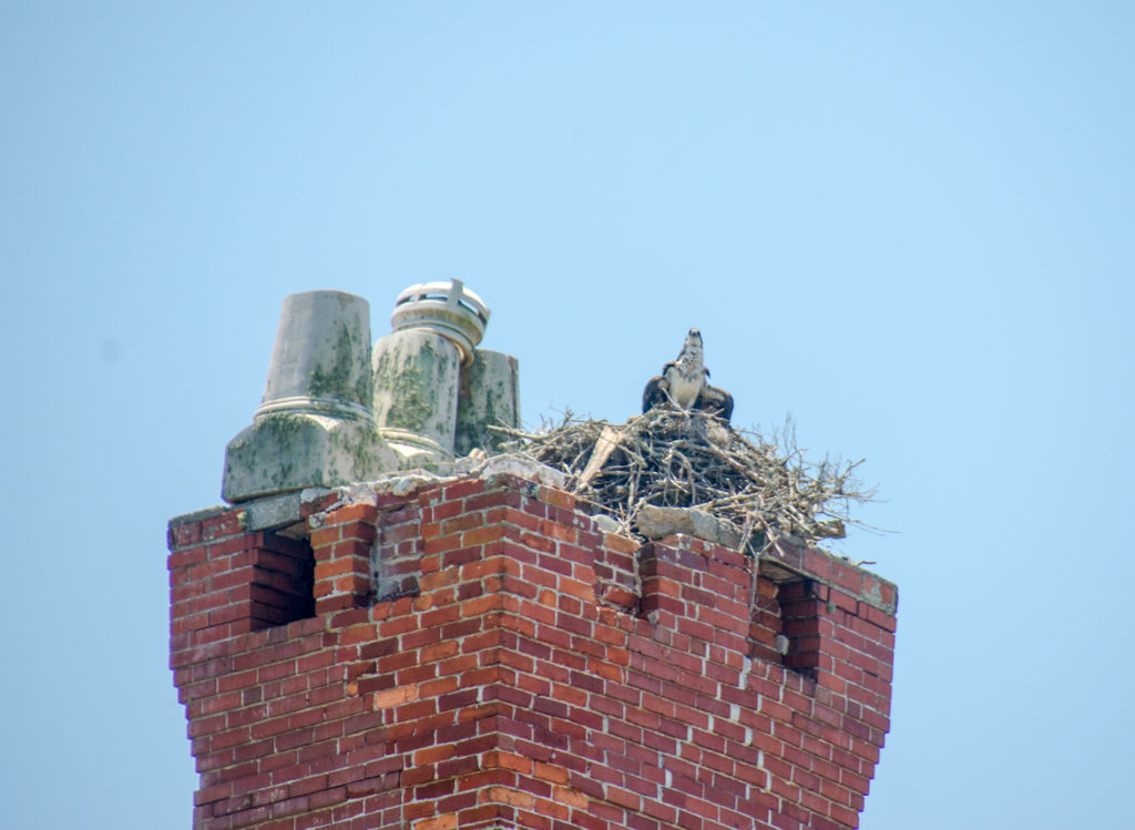 Osprey Nest in Dungeness Chimney Ruins