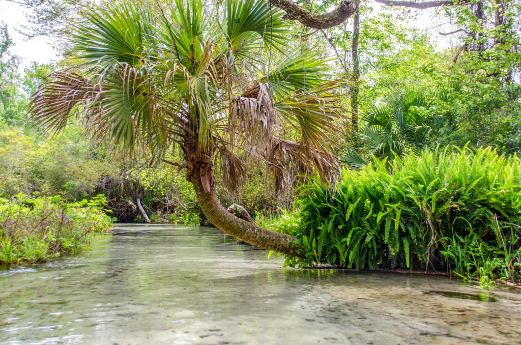 Palm over Juniper Creek