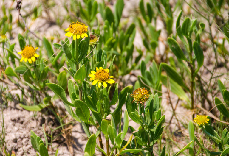 Sea Oxeye Daisy – Borrichia frutescens | Florida Paddle Notes