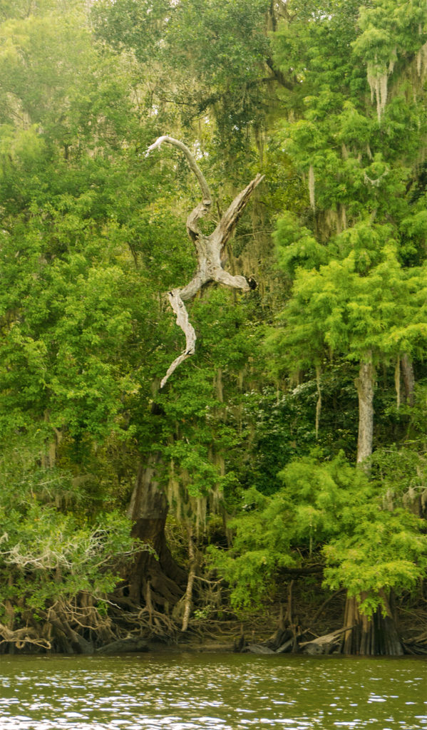 Devil Cypress Leaps into Suwannee River