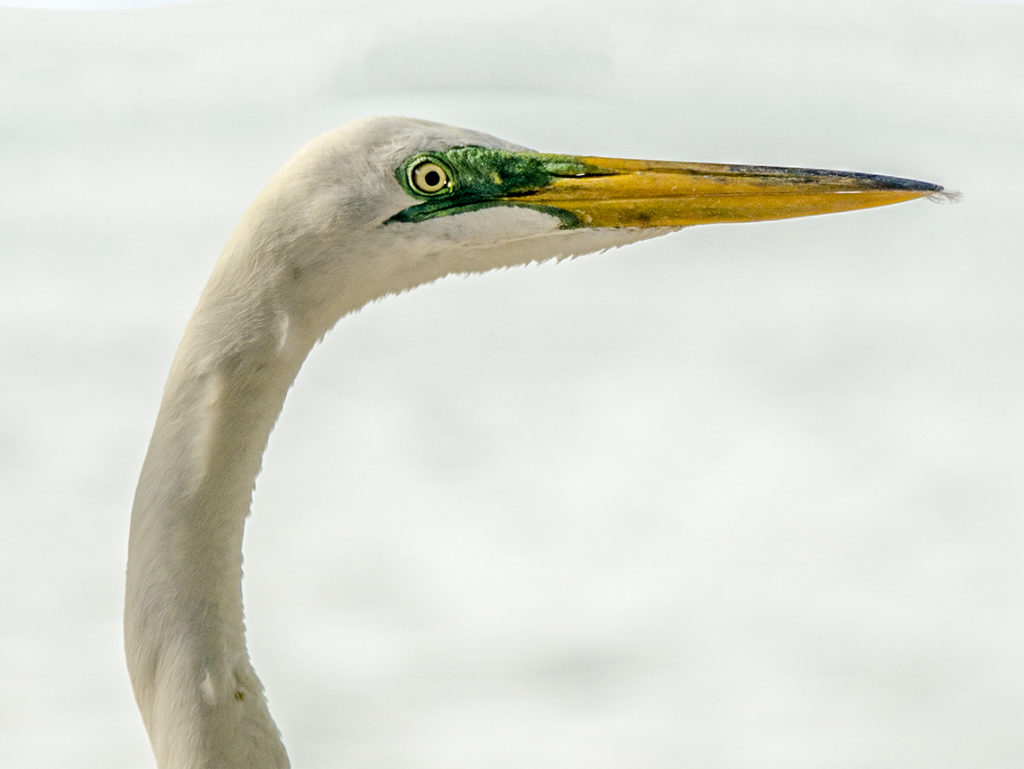 Egret