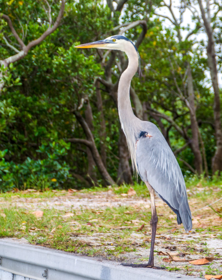 Great Blue Heron | Florida Paddle Notes