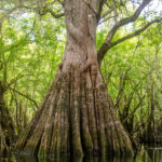 Large Cypress Trunk