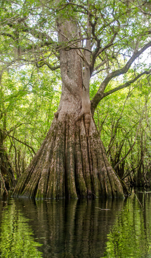 Large Cypress Trunk