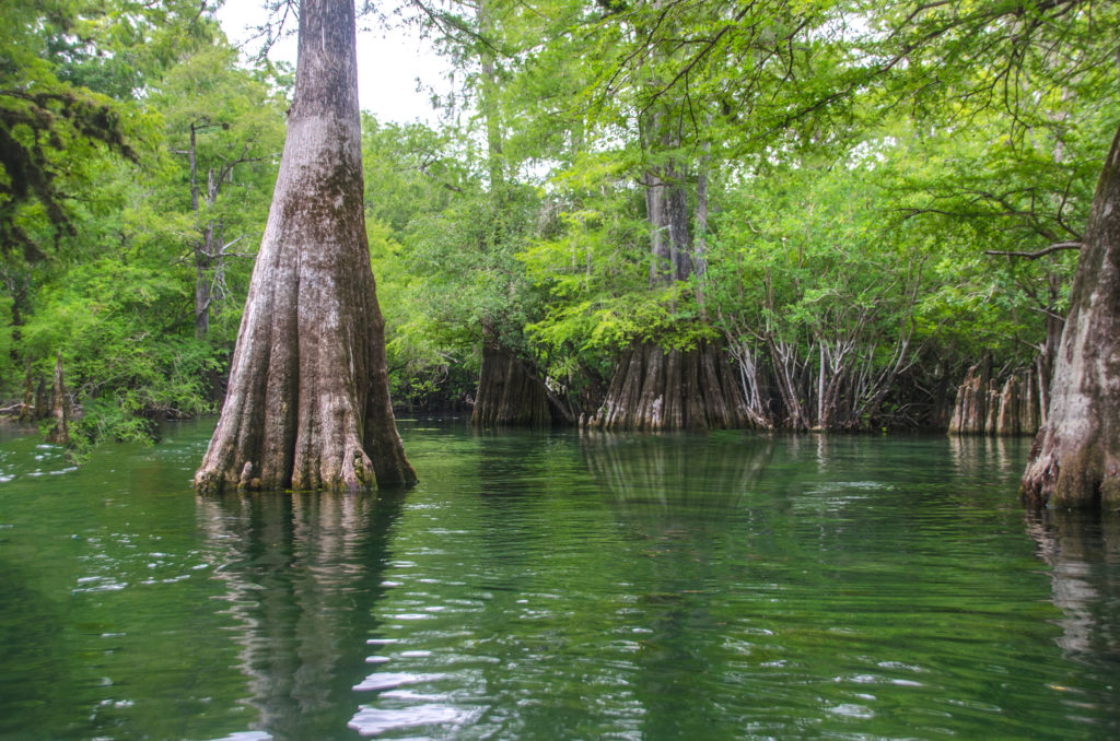 Rock Bluff Spring Run | Florida Paddle Notes