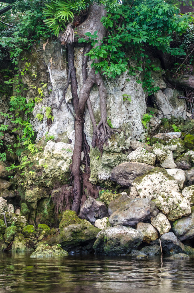 Roots in Rocks