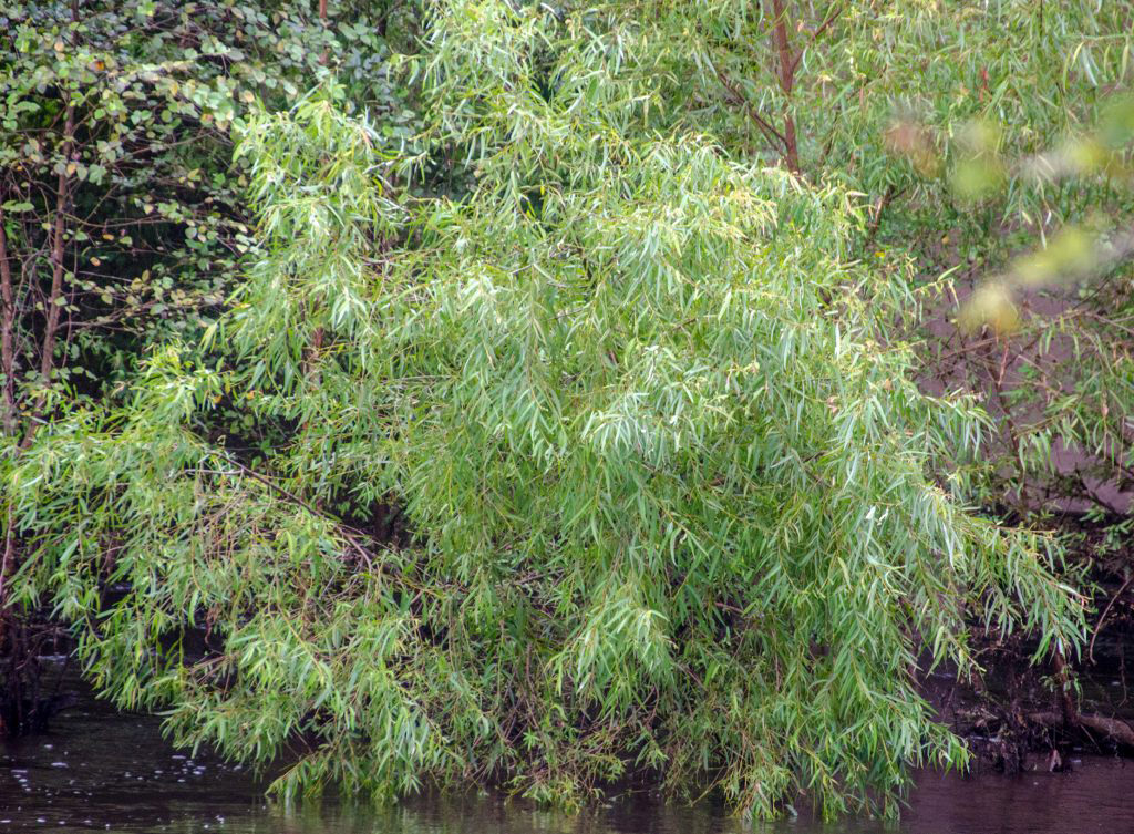 Willow - Suwanne River