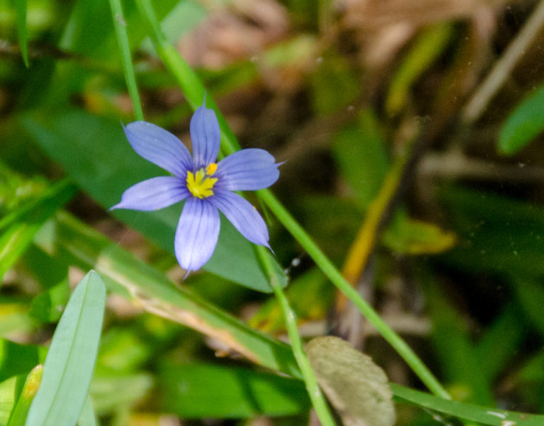 Blue-eyed Grass – Sisyrinchium albidum | Florida Paddle Notes