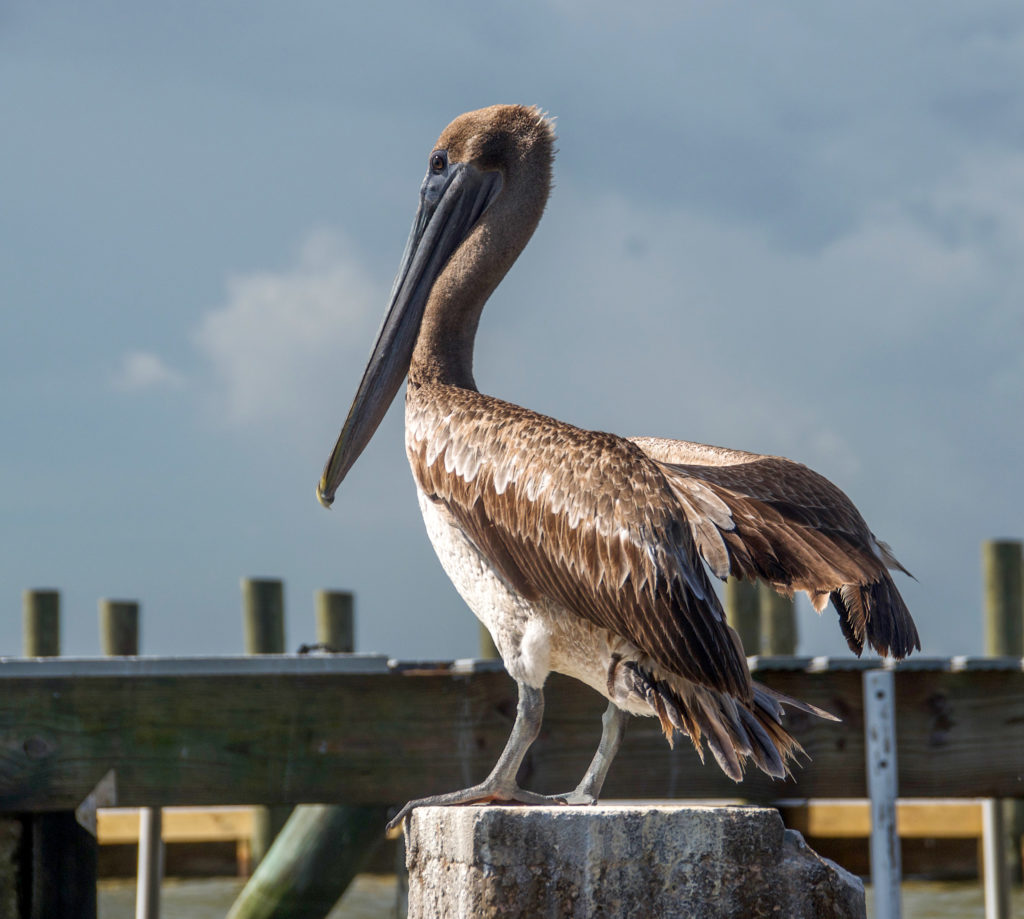 Brown Pelican