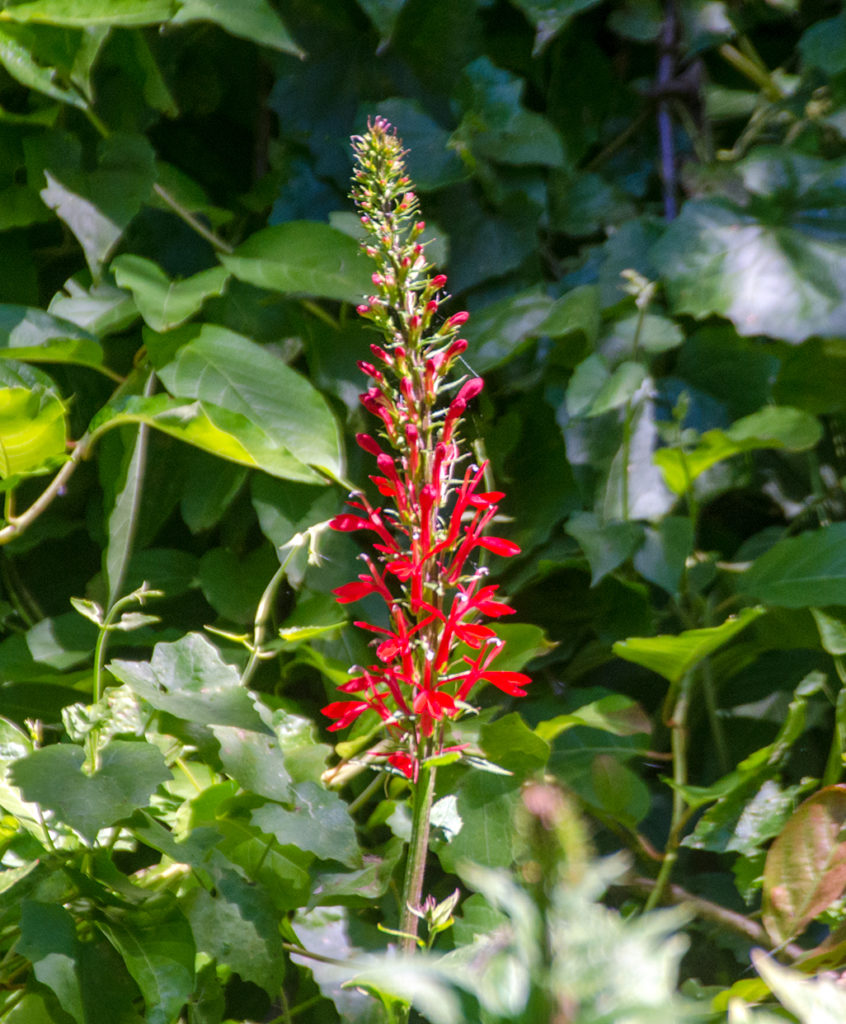 Cardinal Flower - Lobelia cardinalis