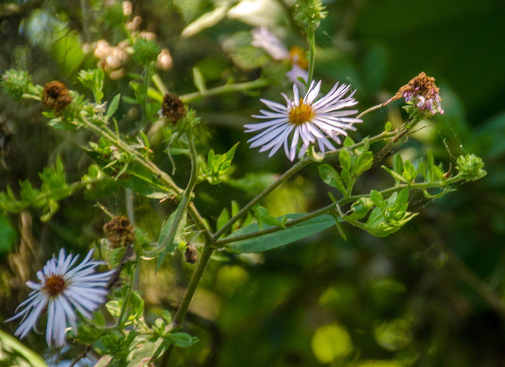 Climbing Asters on the Silver River