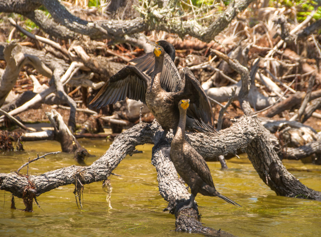 Cormorants Observe