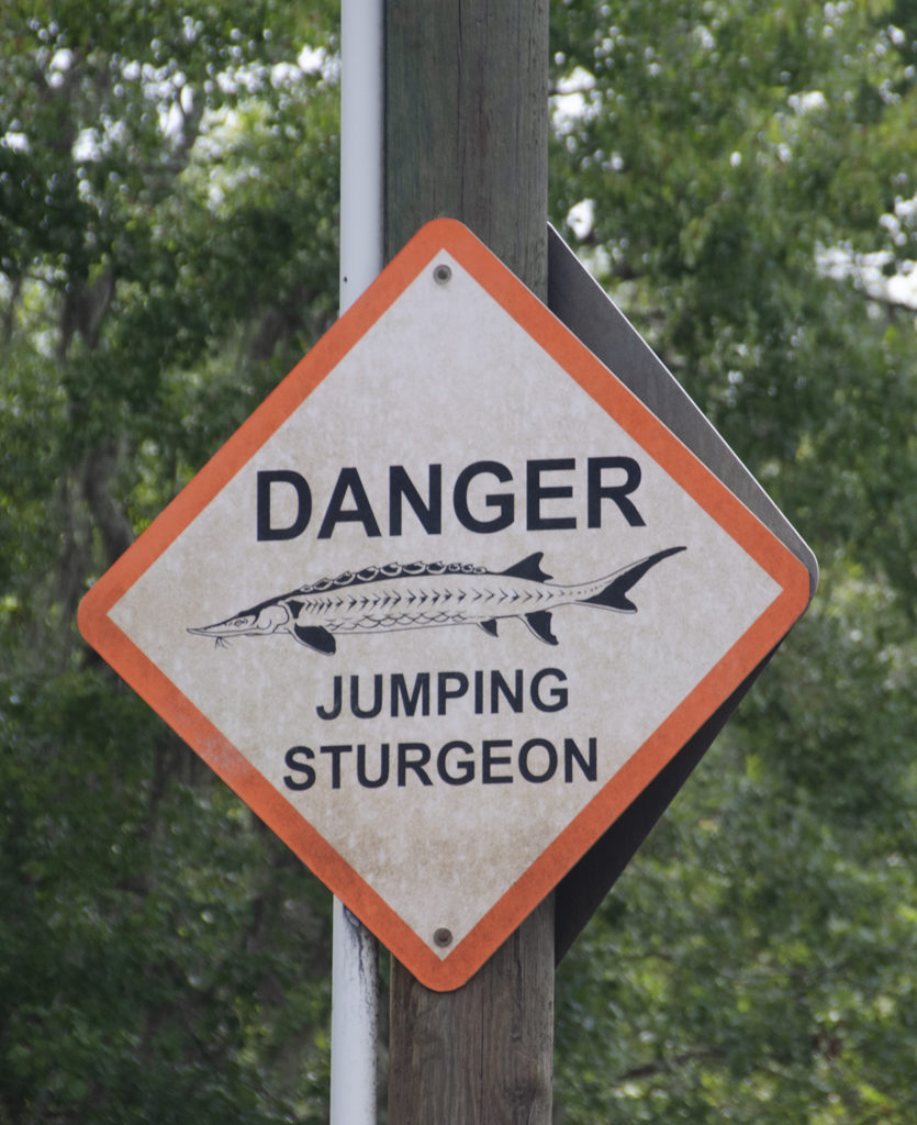 Danger Sturgeon Jumping