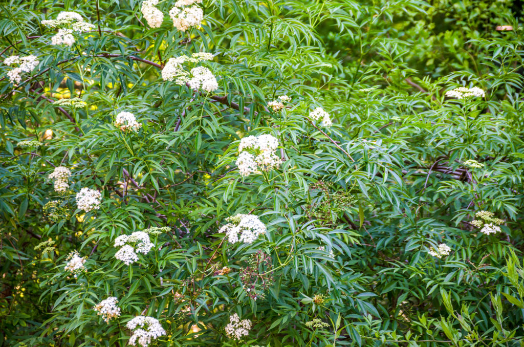 Elderberry - Sambucus canadensis