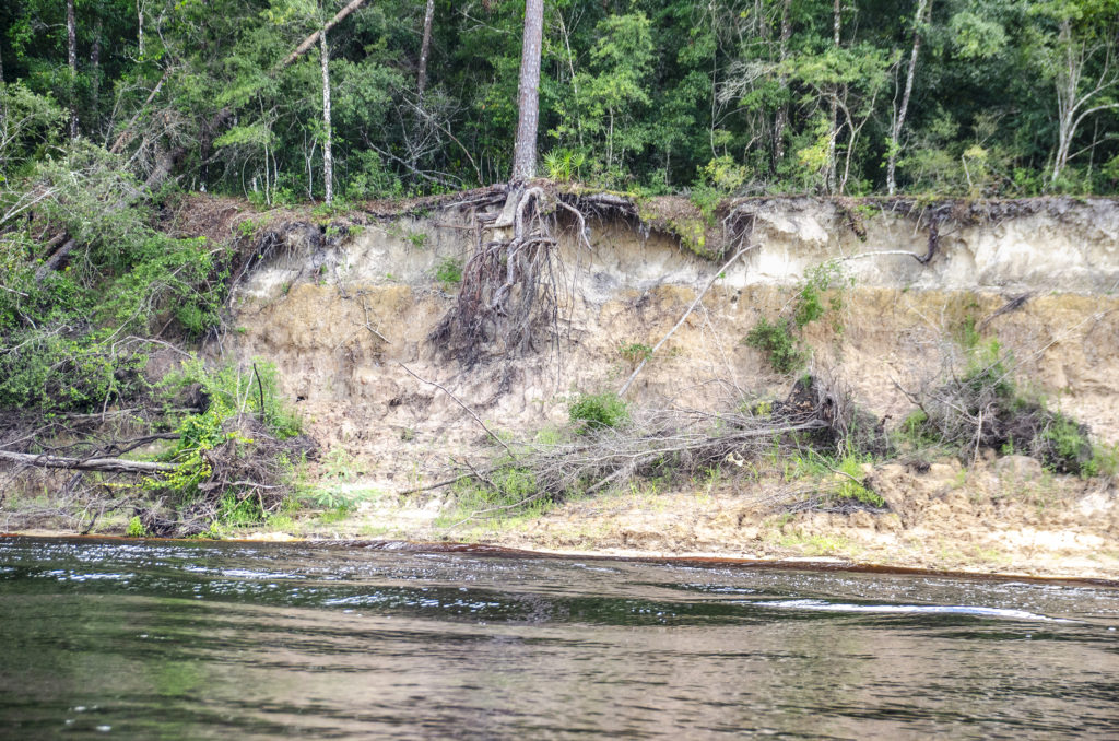 Eroded Bluff on the Suwannee River