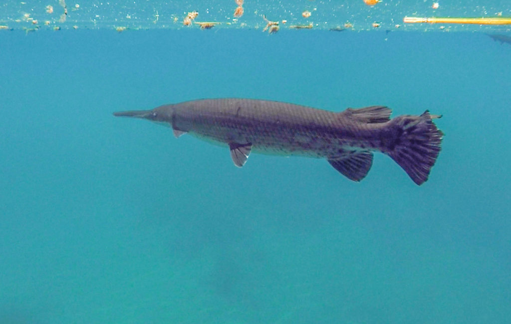 Florida Gar on the Silver River