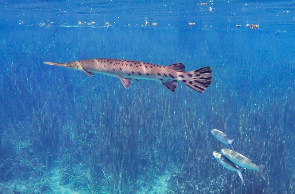 Florida Gar and Mullet in the Silver River