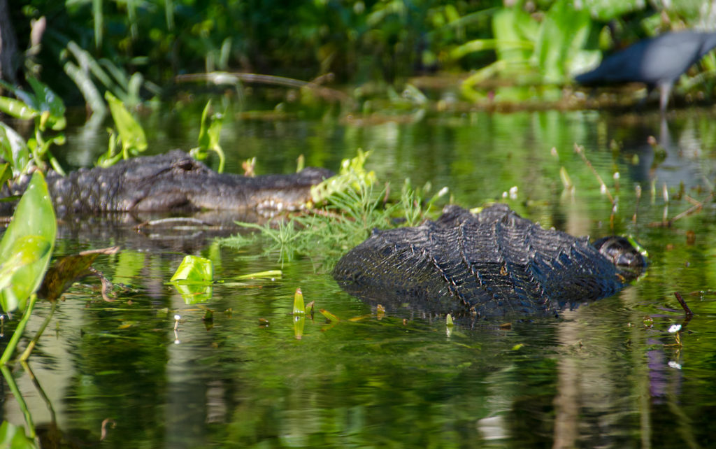 Gator Mating Season