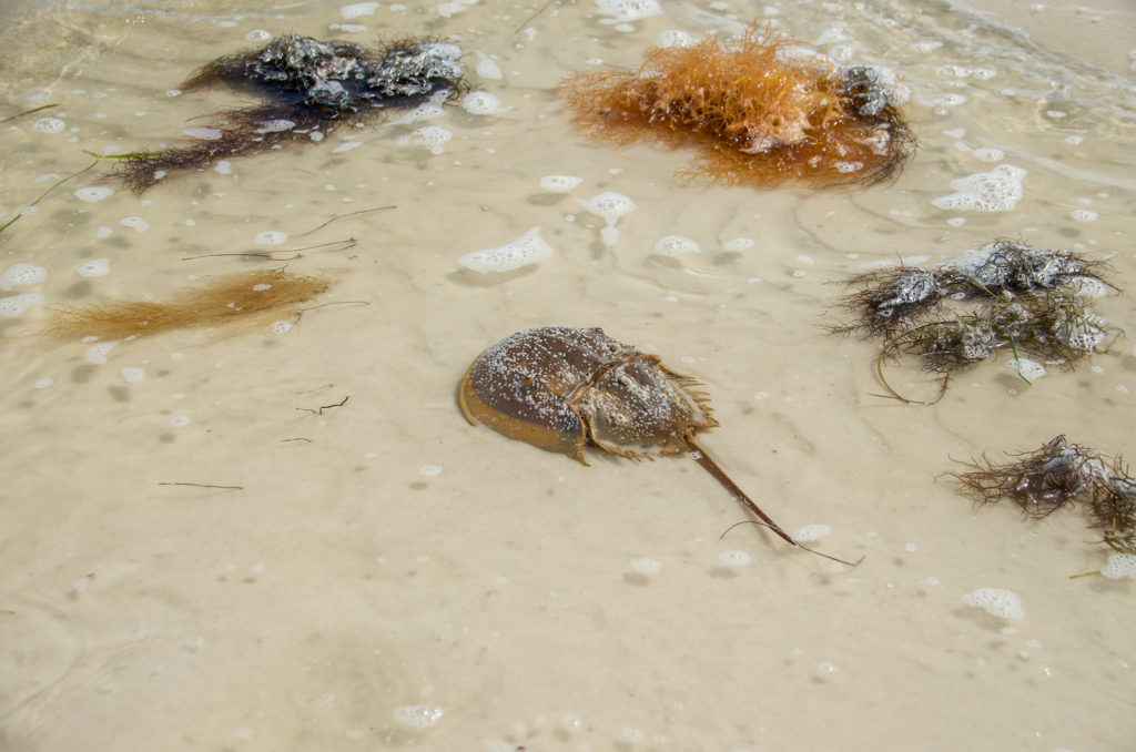 Horseshoe Crab - Limulus polyphemus