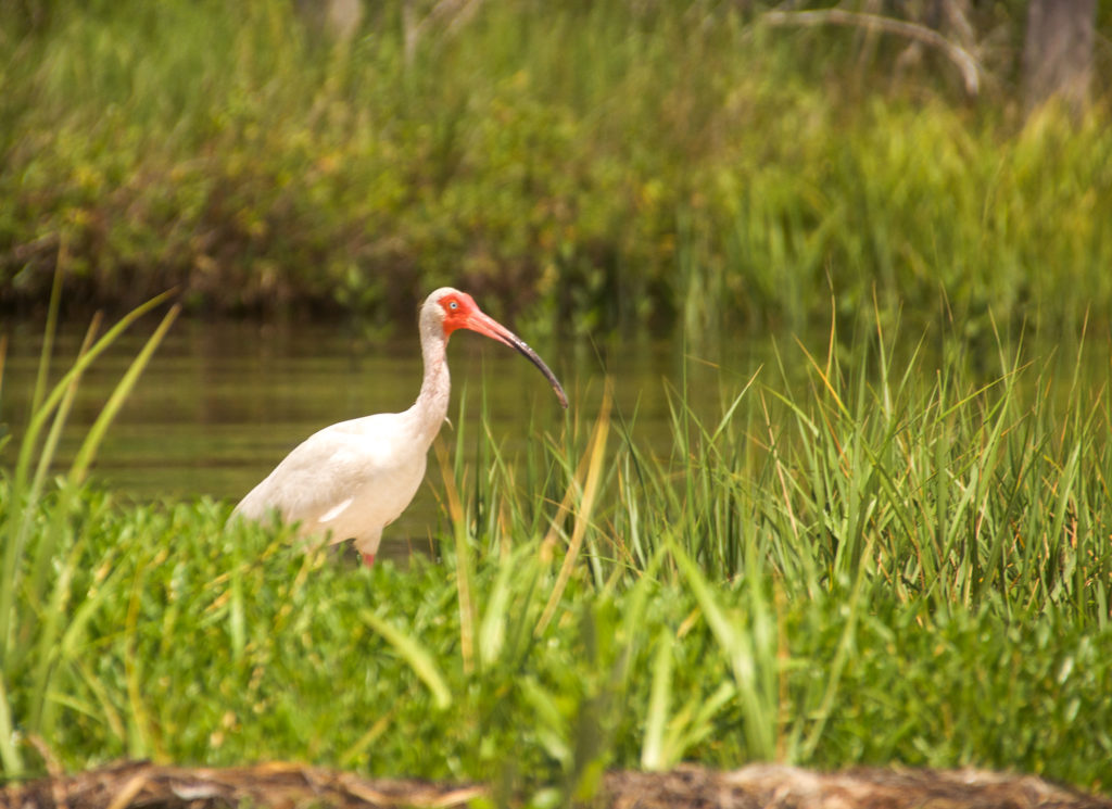 Ibis - Atsena Otie