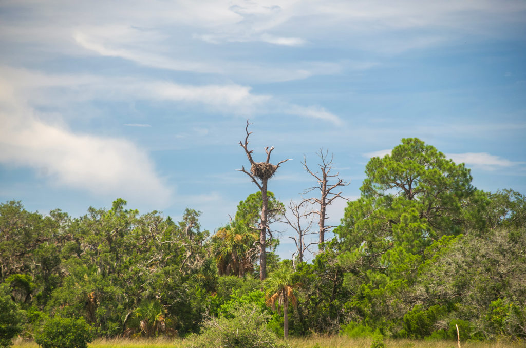 Large Osprey Nest