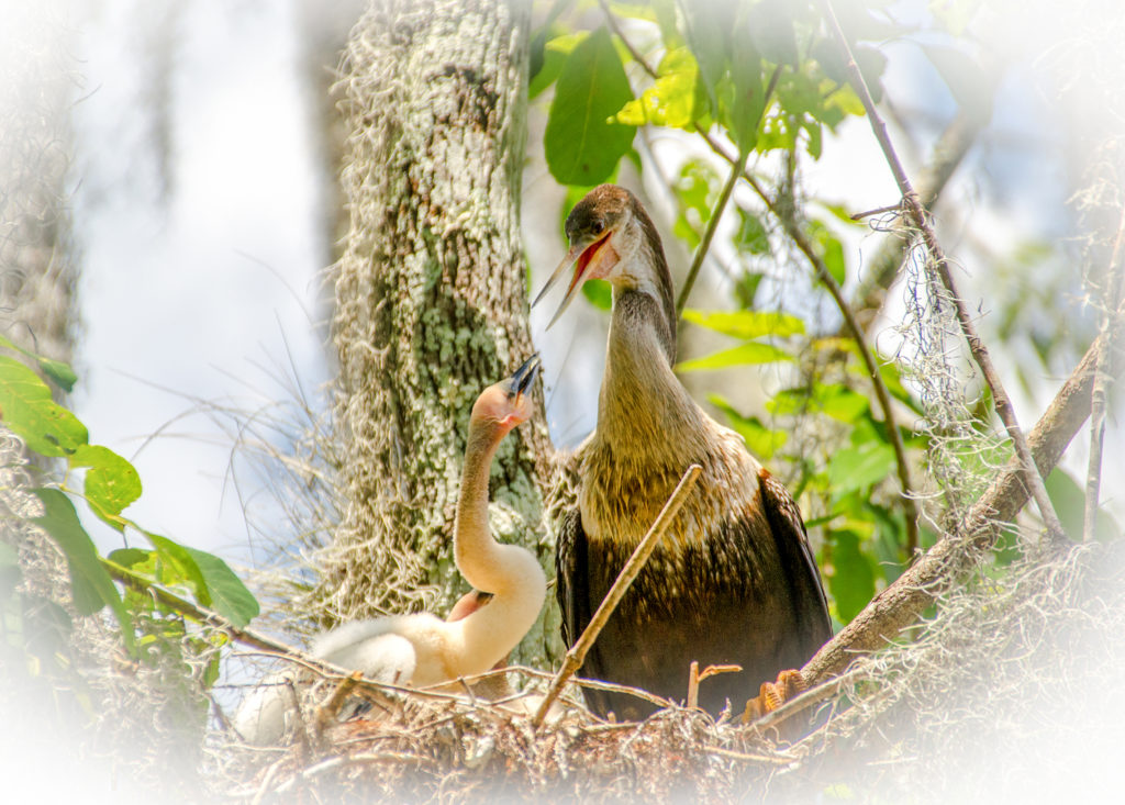 Mother and Baby Anhinga