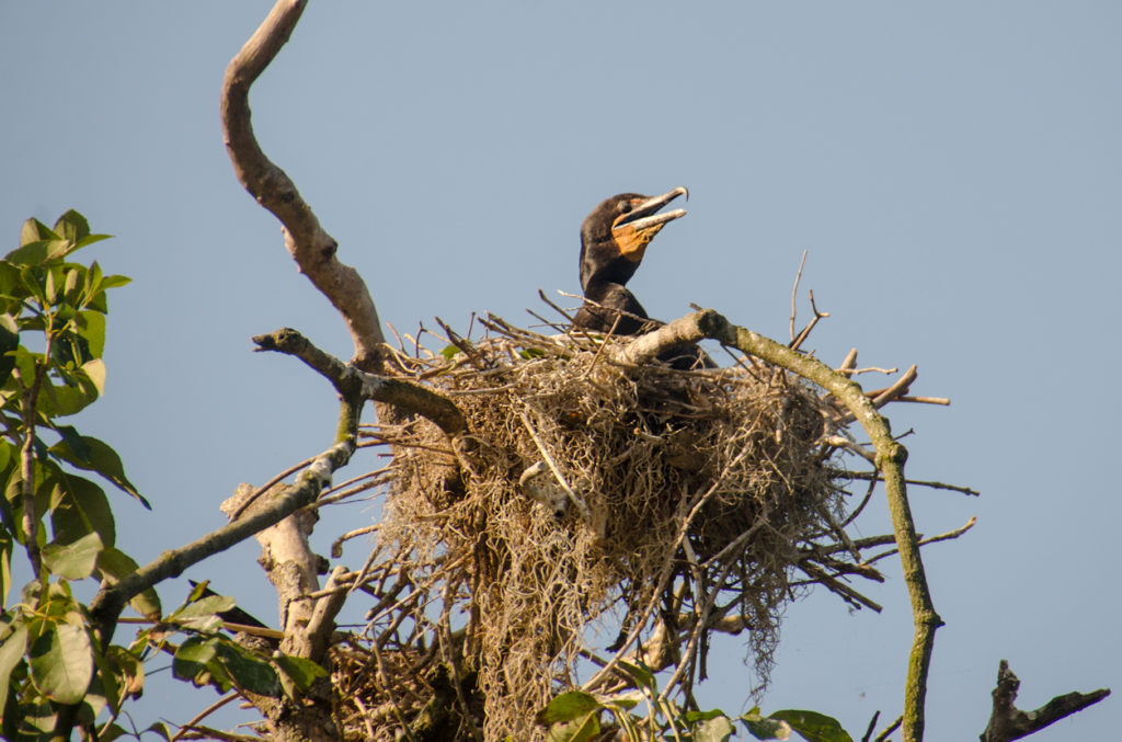 Nesting Cormorant on the Silver River