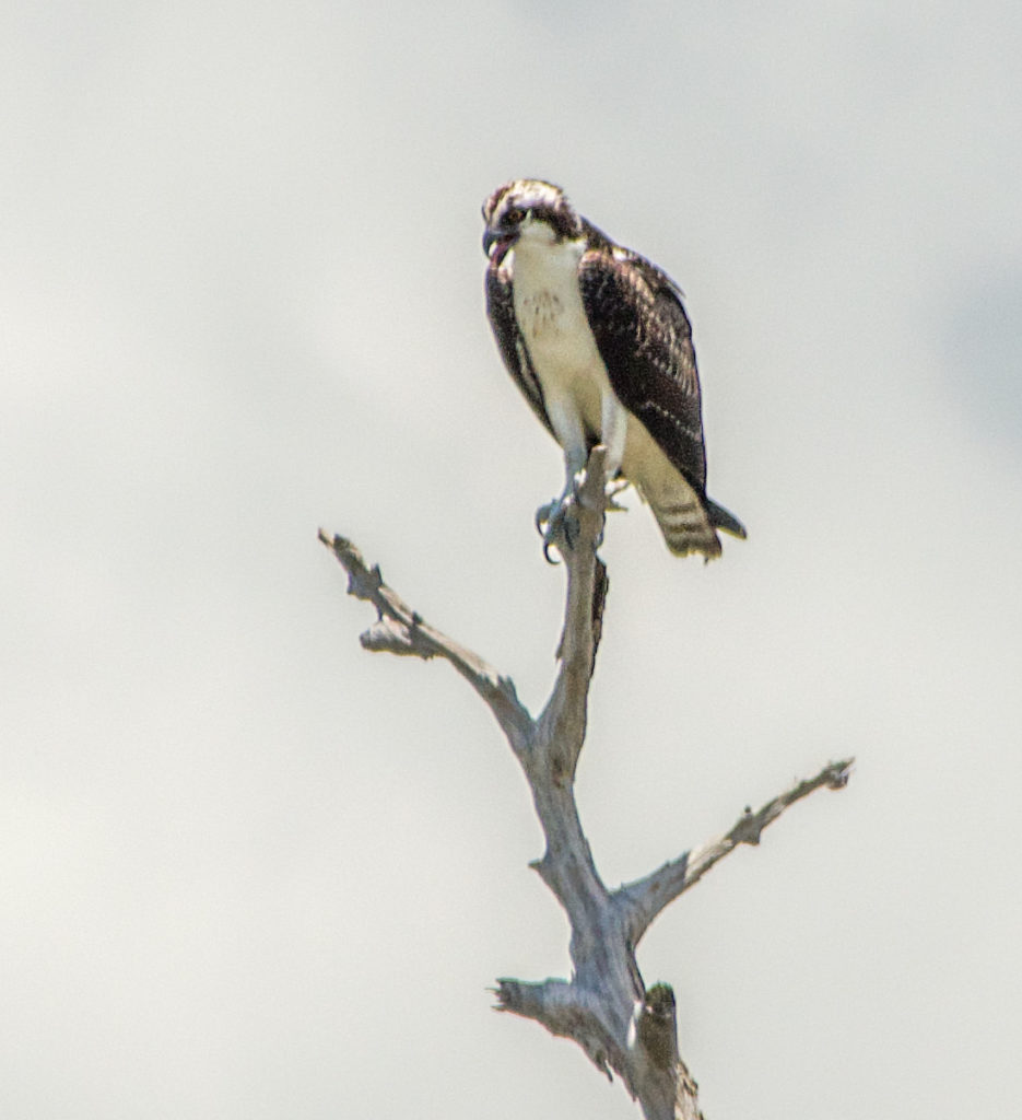 Osprey Observes