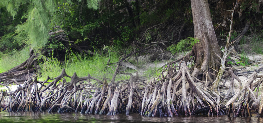 Exposed Roots