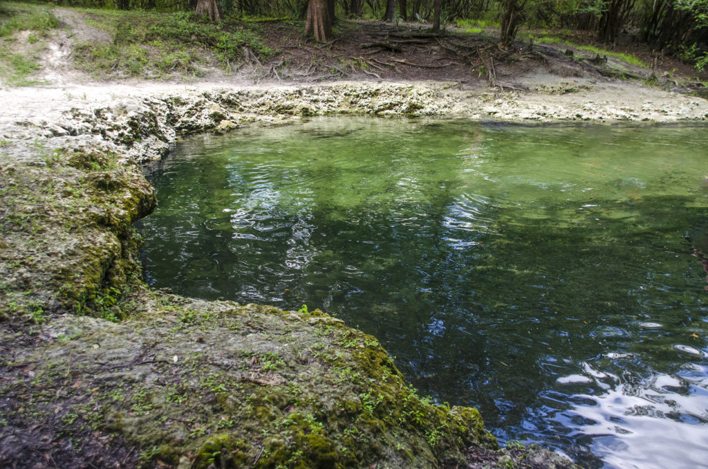 Ruth Springs - Suwannee River