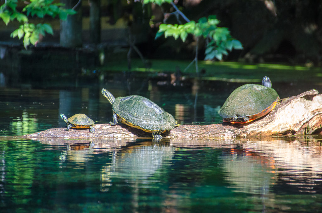 Silver River Turtles