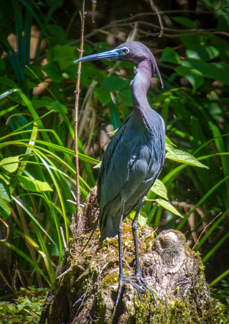 Tri-colored Heron 