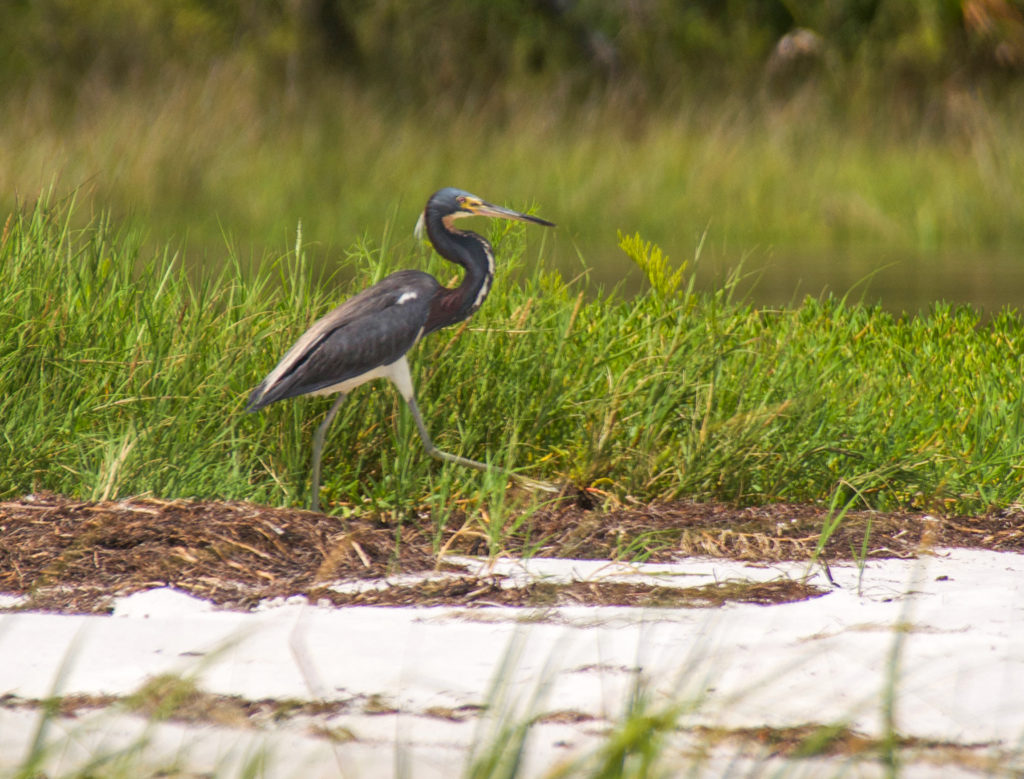 Tricolored Heron - Egretta tricolor