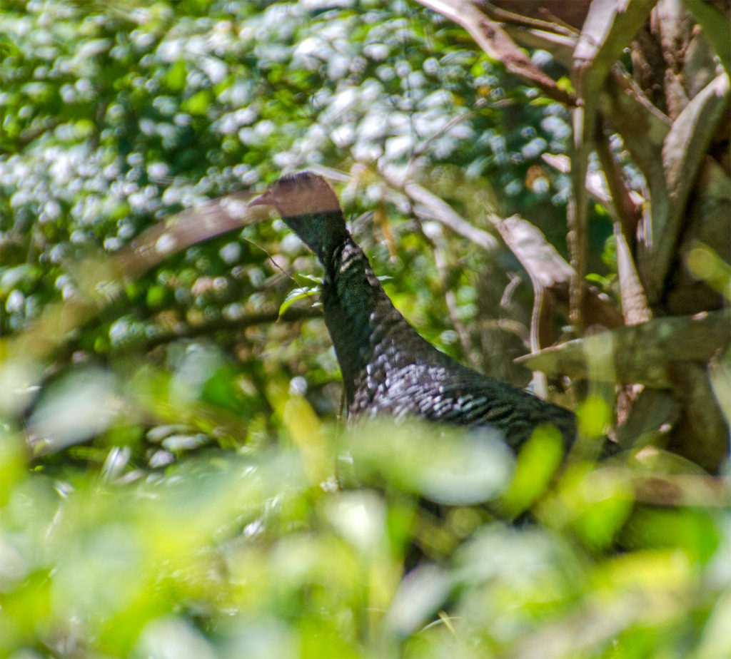 Turkey in the Bush