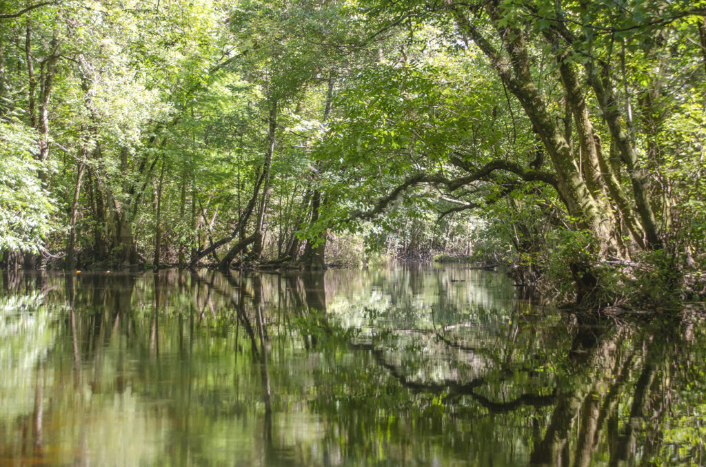 A Gum Slough Portal