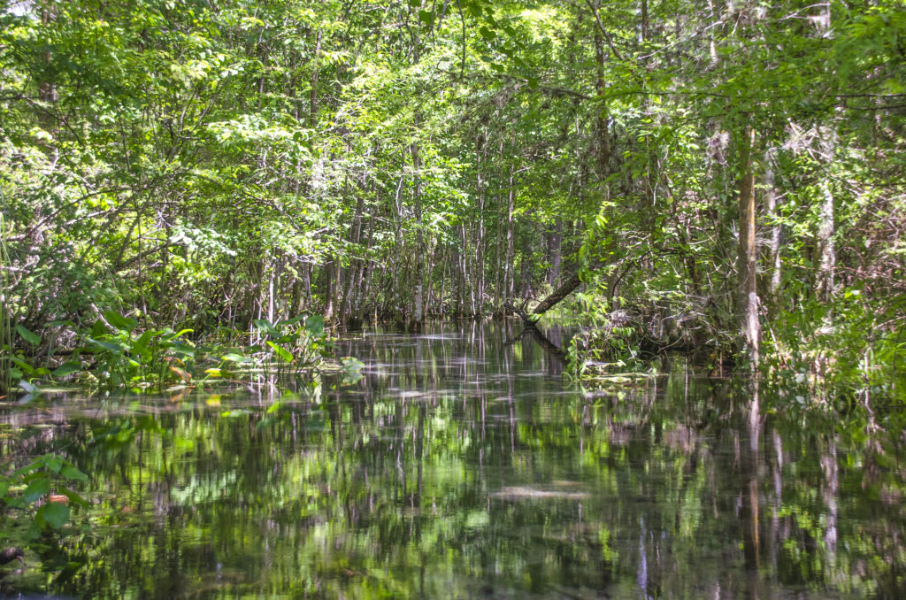 Alligator Spring Run