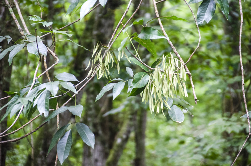 Ash Seed Pods - Gum Slough